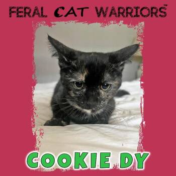 Cookie DY -  Domestic Short Hair Cat for Adoption in Kingman, Arizona - Cookie DY | PetCurious