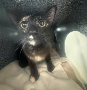 Domestic Short Hair Cats Available for Adoption - FUSHIA | PetCurious