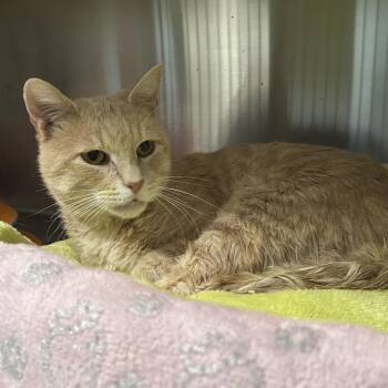 Pumpkin -  Domestic Short Hair Cat for Adoption in Oyster Bay, New York - Pumpkin | PetCurious