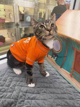 FREDDY -  Domestic Short Hair Cat for Adoption in Fort Myers, Florida - FREDDY | PetCurious