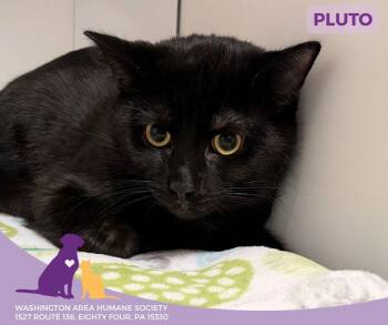 Domestic Short Hair Cats Available for Adoption - Pluto | PetCurious