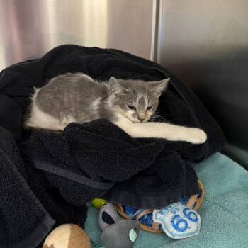 Hurricane -  Domestic Short Hair Cat for Adoption in Mankato, Minnesota - Hurricane | PetCurious