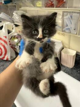 Rescue Domestic Medium Hair Cats for Adoption in Woodland, California - *BRAN | PetCurious