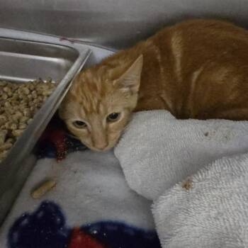 Dieter 26-0596 -  Domestic Short Hair Cat for Adoption in Yanceyville, North Carolina - Dieter 26-0596 | PetCurious