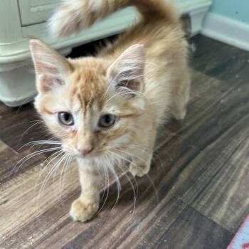 Hibiscus 2026 -  Domestic Long Hair Cat for Adoption in East Lansing, Michigan - Hibiscus 2026 | PetCurious