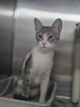 Colorado -  Domestic Short Hair Cat for Adoption in San Antonio, Texas - Colorado | PetCurious