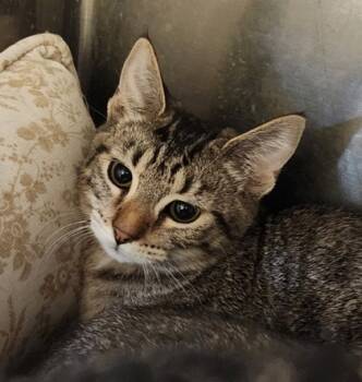 Rescue Domestic Short Hair Cats for Adoption in Spartanburg, South Carolina - Sophia | PetCurious