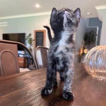 Applejack -  Domestic Short Hair Cat for Adoption in Fairway, Kansas - Applejack | PetCurious