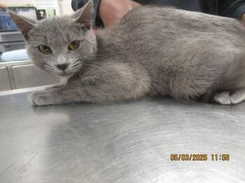 Domestic Short Hair Cats Available for Adoption in Marietta, Georgia - (664) | PetCurious