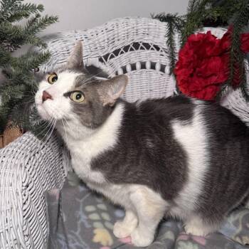 Domestic Short Hair Cats Available for Adoption - Knox 430 | PetCurious