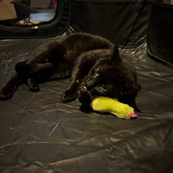 Rescue Domestic Short Hair Cats for Adoption in St. Louis, Missouri - Inkie | PetCurious