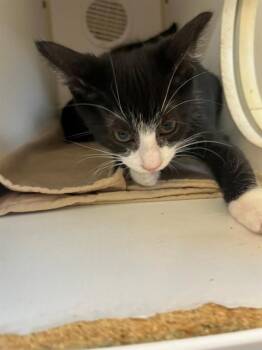 RILEY -  Domestic Medium Hair Cat for Adoption in Jacksonville, Florida - RILEY | PetCurious