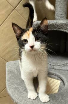 Eleanor -  Domestic Short Hair Cat for Adoption in Midland, Texas - Eleanor | PetCurious