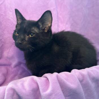 Thor -  Domestic Short Hair Cat for Adoption in Matteson, Illinois - Thor | PetCurious