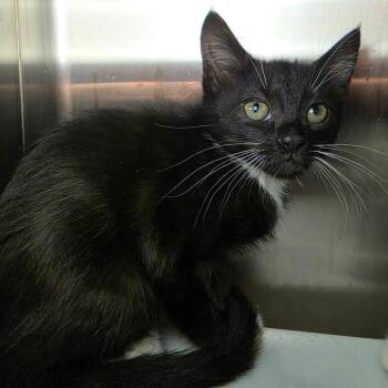 Dove -  Domestic Short Hair Cat for Adoption in Los Angeles, California - Dove | PetCurious