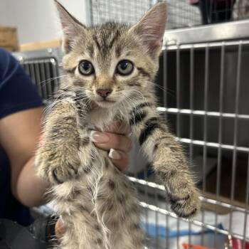 AHNJ-Stray-121033 -  Domestic Short Hair Cat for Adoption in Newark, New Jersey - AHNJ-Stray-121033 | PetCurious