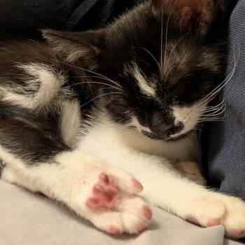Flying Dutchman -  Domestic Short Hair Cat for Adoption in Evanston, Illinois - Flying Dutchman | PetCurious