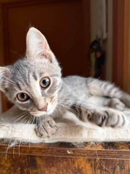 Rowdy -  Tabby Cat for Adoption in Marion, Indiana - Rowdy | PetCurious