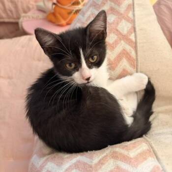 Rory -  Domestic Short Hair Cat for Adoption in Prescott, Arizona - Rory | PetCurious