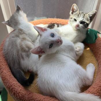 Pooh Bear -  Domestic Short Hair and Siamese Cat for Adoption in Spokane, Washington - Pooh Bear | PetCurious