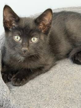 Domestic Short Hair Cats Available for Adoption - NICK | PetCurious