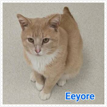 Domestic Short Hair Cats Available for Adoption in North Saint Paul, Minnesota - Eeyore | PetCurious