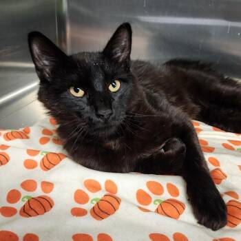 Domestic Short Hair Cats Available for Adoption in Spokane, Washington - Ralphie | PetCurious