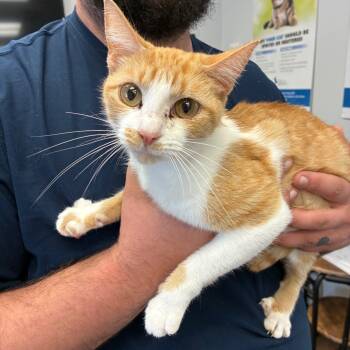 Rescue Domestic Short Hair Cats for Adoption in Morganfield, Kentucky - Odie | PetCurious