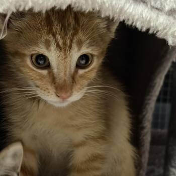 Lionel -  Tabby and Domestic Short Hair Cat for Adoption in Columbia, South Carolina - Lionel | PetCurious