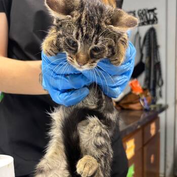 Rescue Domestic Short Hair Cats for Adoption in Summerville, South Carolina - Vexa | PetCurious