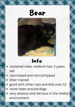 Domestic Short Hair Cats Available for Adoption in Greensburg, Indiana - Bear | PetCurious