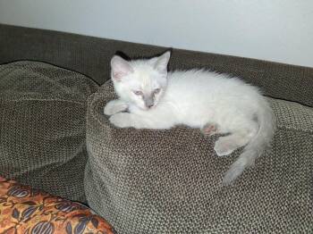 Justice -  Siamese Cat for Adoption in San Antonio, Texas - Justice | PetCurious