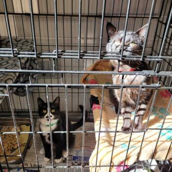 Domestic Short Hair Cats Available for Adoption - Iyo Sky | PetCurious