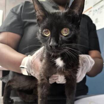Lea -  Domestic Short Hair Cat for Adoption in Newark, New Jersey - Lea | PetCurious