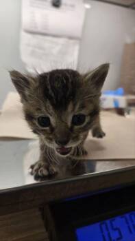 Cupcake -  Domestic Short Hair Cat for Adoption in Fresno, California - Cupcake | PetCurious