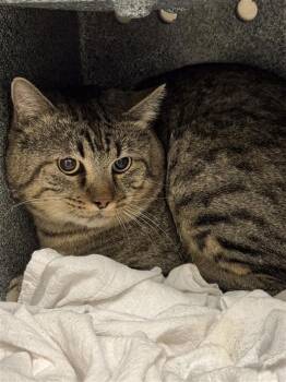 Domestic Short Hair Cats Available for Adoption - Georgie | PetCurious