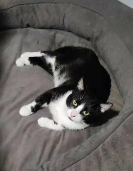 Ash -  Domestic Short Hair Cat for Adoption in Sidney, British Columbia - Ash | PetCurious