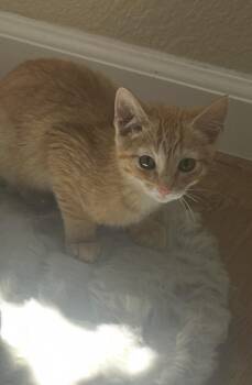 Fox -  Domestic Short Hair and Tabby Cat for Adoption in Evergreen, Colorado - Fox | PetCurious