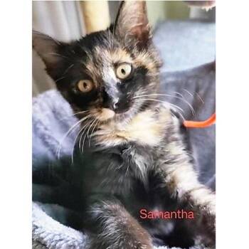 Rescue Tortoiseshell Cats for Adoption in Millcreek, Utah - Samantha | PetCurious