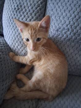 Marris -  Domestic Short Hair Cat for Adoption in Pocatello, Idaho - Marris | PetCurious