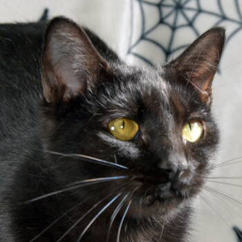 Rescue Domestic Short Hair Cats for Adoption in Traverse City, Michigan - Betty | PetCurious