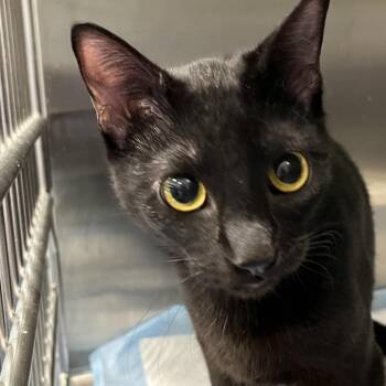 Domestic Short Hair Cats Available for Adoption - Catwoman | PetCurious