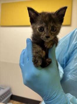 Caramel -  Domestic Short Hair Cat for Adoption in Raleigh, North Carolina - Caramel | PetCurious