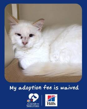 MONTY -  Domestic Long Hair Cat for Adoption in Dedham, Massachusetts - MONTY | PetCurious