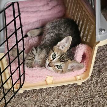 Cadbury -  Domestic Short Hair Cat for Adoption in Riverside, California - Cadbury | PetCurious