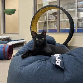 Domestic Short Hair Cats Available for Adoption in Roanoke, Virginia - Puppy | PetCurious