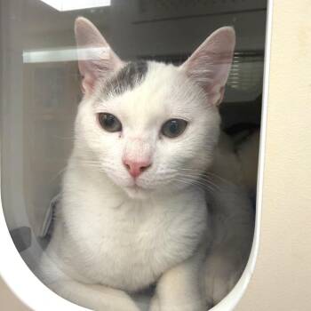 Arwen & Sterling -  Domestic Short Hair Cat for Adoption in Philadelphia, Pennsylvania - Arwen & Sterling | PetCurious