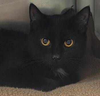 Domestic Short Hair Cats Available for Adoption in Olean, New York - China Cat Sunflower | PetCurious