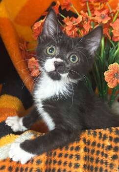 5/22/26 Pipp -  Domestic Short Hair Cat for Adoption in Stillwater, Oklahoma - 5/22/26 Pipp | PetCurious