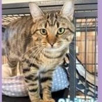 Shiloh -  Domestic Short Hair Cat Available for Adoption in Bridgewater, New Jersey - Shiloh | PetCurious
